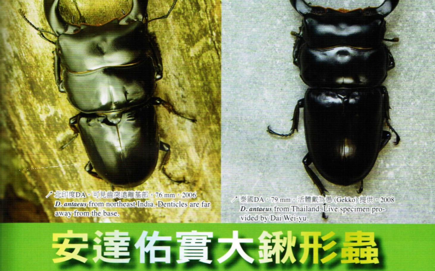 【沉醉兜锹】安达佑实大锹甲