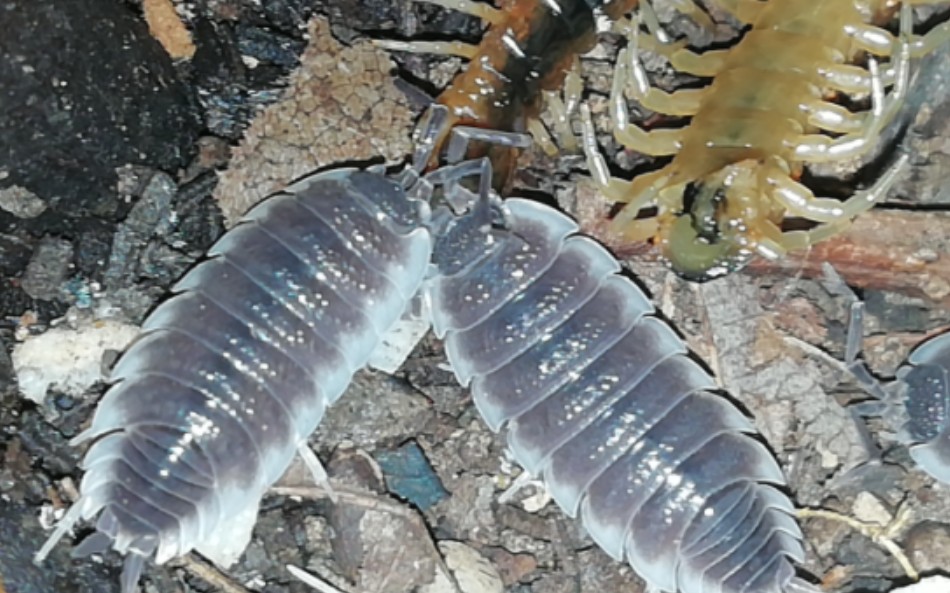 【塞维利亚鼠妇】分解者中的嗜肉狂魔!啃食蜈蚣