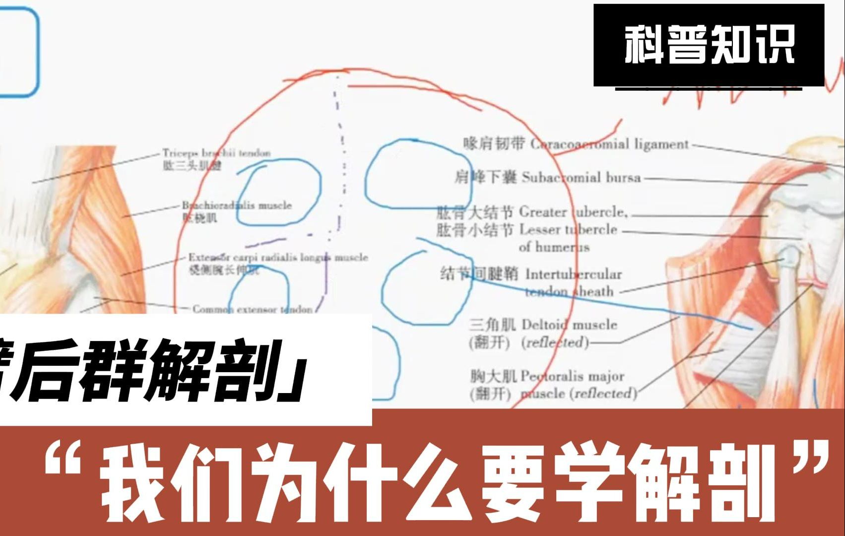 臂部肌群解剖,为什么要掌握肌间隔的意义,手法治疗就他最有效哔哩哔哩bilibili