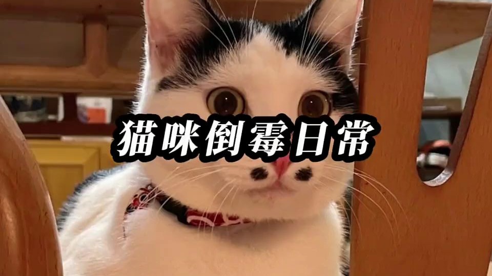 猫：我不会一直这么倒霉的…#傻猫的日常 #倒霉猫咪 #喵咪的迷惑行为 #喵星人-爽歪歪爆笑君-爽歪歪爆笑君-哔哩哔哩视频