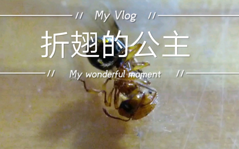 暴毙! 光腿刺切叶蚁公主