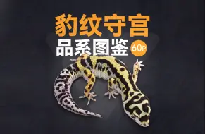 下载视频: 豹纹守宫品系图鉴(纯图版)60P