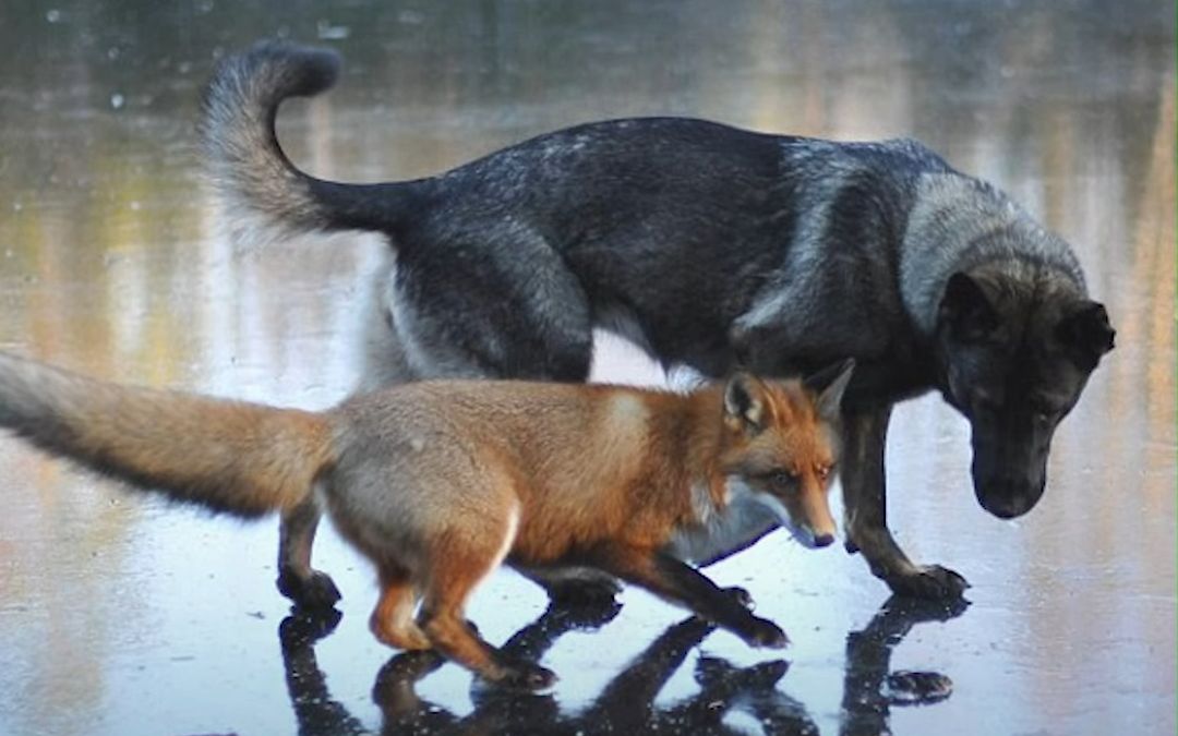 [图]野生狐狸和家犬的友谊-跨种族的爱！wild-fox-and-tame-dog-becomes-friends-against-all-odds