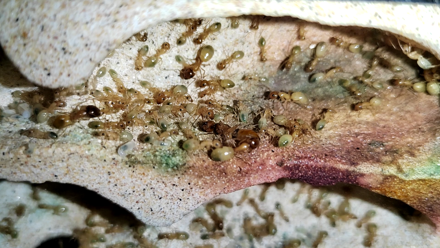 活动  【费氏弓背蚁438天】蚁后死了