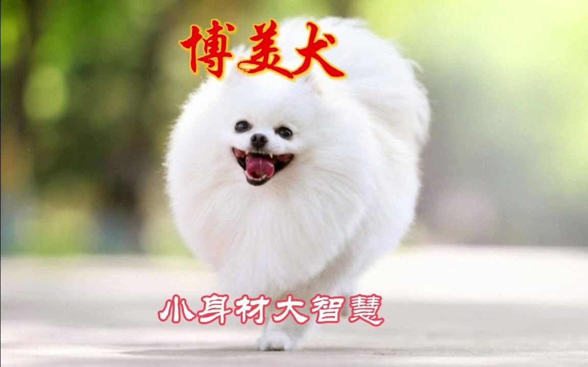 博美犬:小身材,大智慧哔哩哔哩bilibili