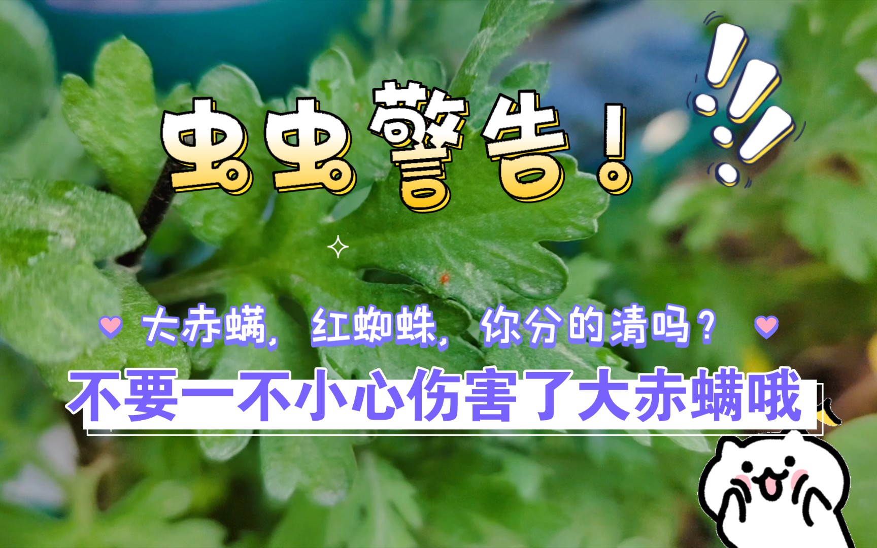 虫虫警告!红蜘蛛,大赤螨,要分清哦!哔哩哔哩bilibili