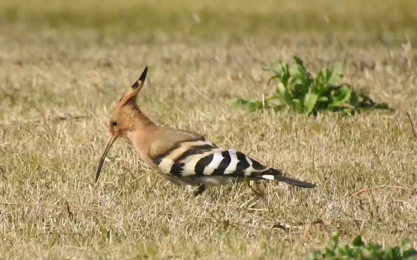 活动作品观鸟记录61戴胜博物君的亲儿子