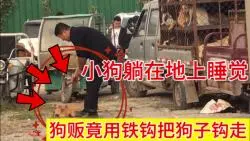 Download Video: 这条小狗躺地上睡觉，不料狗贩用铁钩钩住狗子嘴巴，拉到角落剥皮