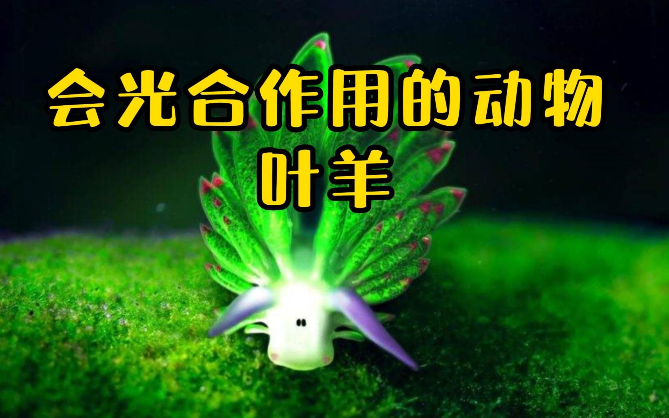可以进行光合作用的动物，叶羊海蛞蝓！