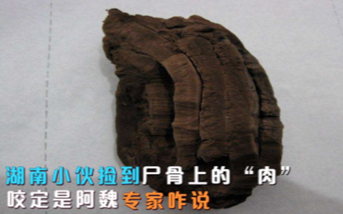 2008年,湖南小伙捡到尸骨上的"肉",咬定是棺材阿魏,专家咋说
