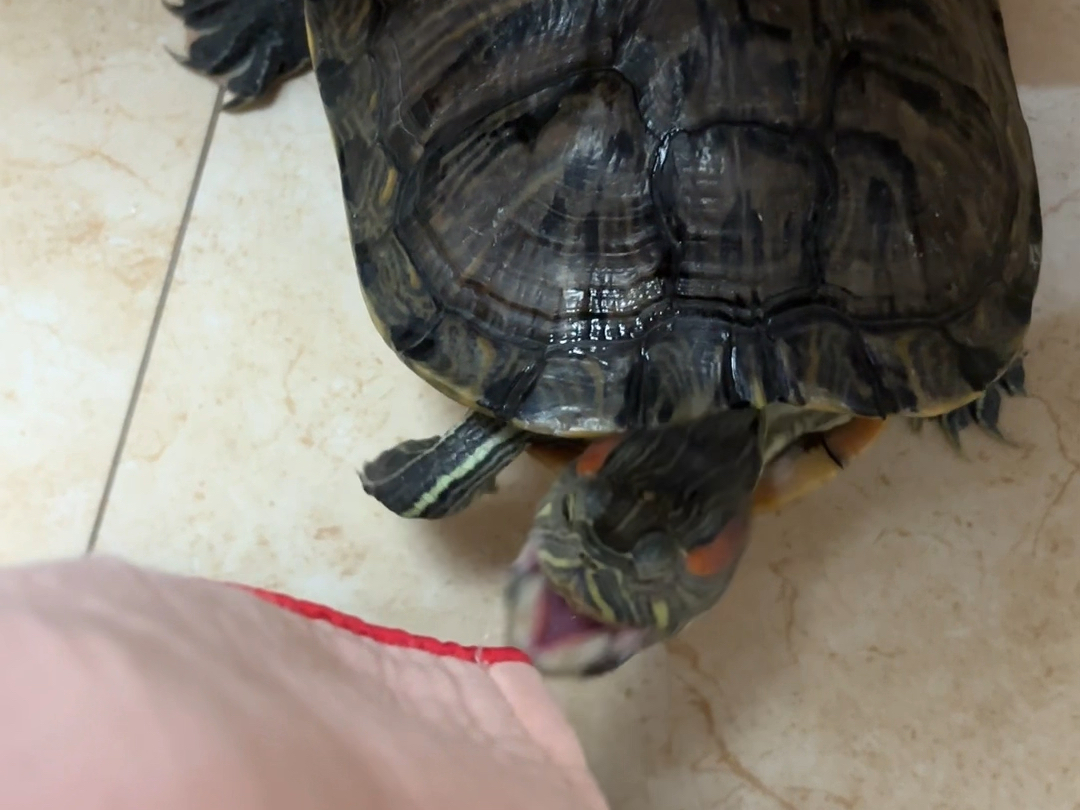 救命啊赖皮龟咬人了!