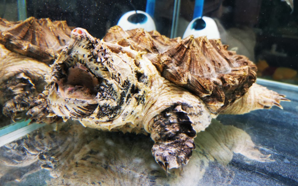 【大理石大鳄】实拍大鳄龟钓鱼 抓了四次鱼 最后终于钓到啦