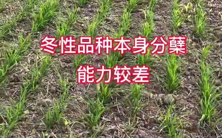 【三农知识】小麦促分蘖套餐为何作用小?哔哩哔哩bilibili