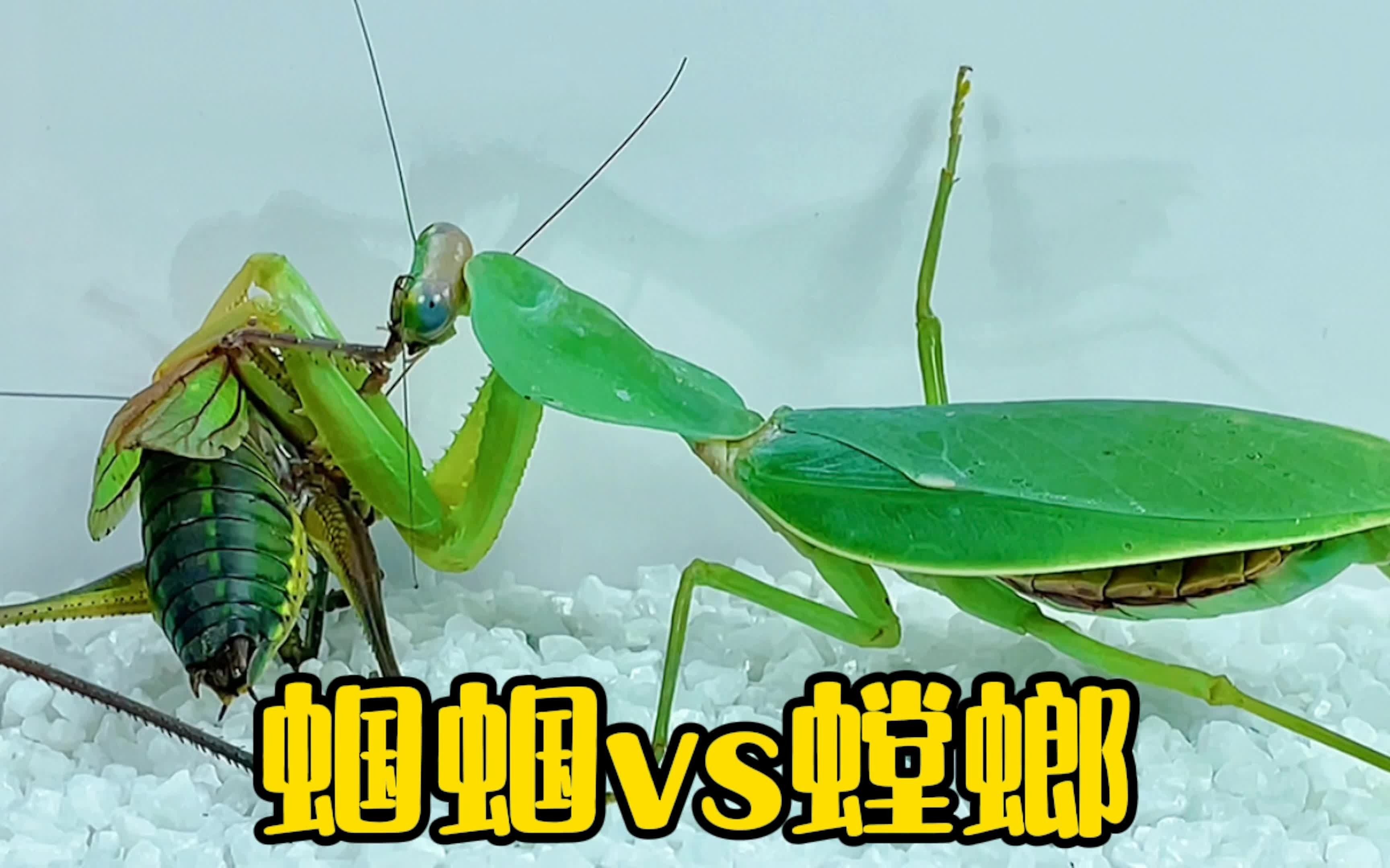 非洲绿巨螳螂vs蝈蝈图片