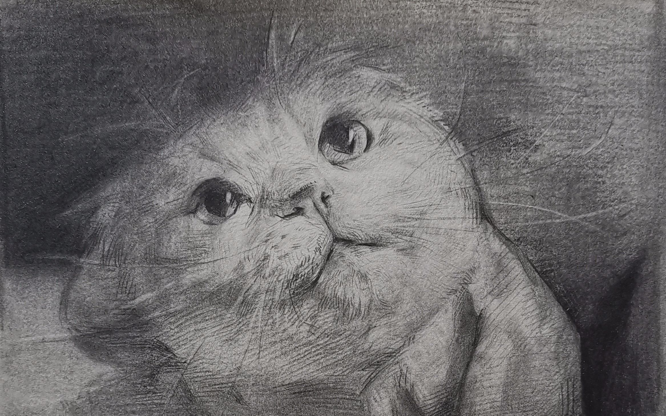 【素描】小白猫绘画过程1