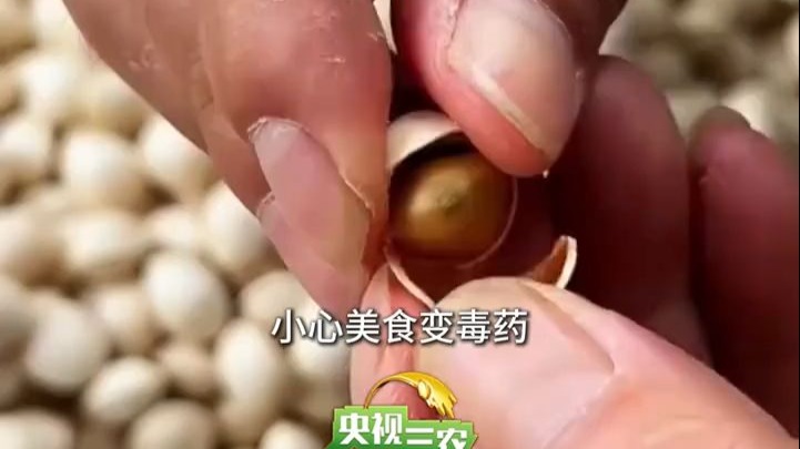 路边的银杏果不能捡！当心有毒！