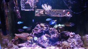 海洋之恋 哔哩哔哩 つロ干杯 Bilibili