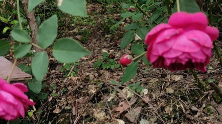 [图]秋天花园里杂草也比较多