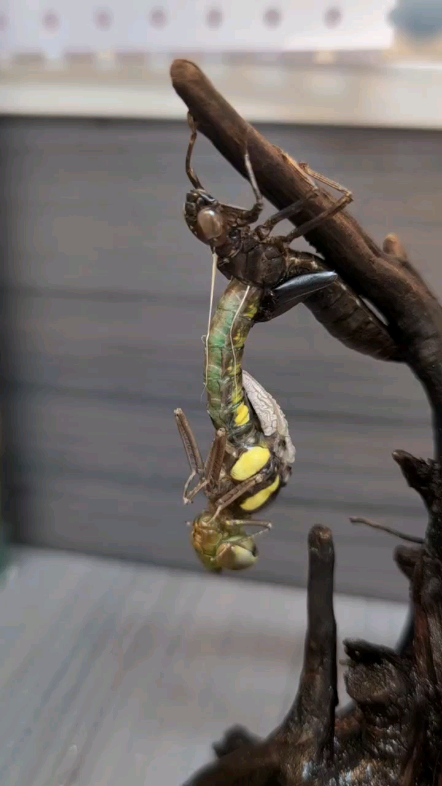 红褐多棘蜓羽化过程!