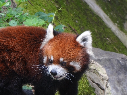 小熊猫:我们来个深情对视吧