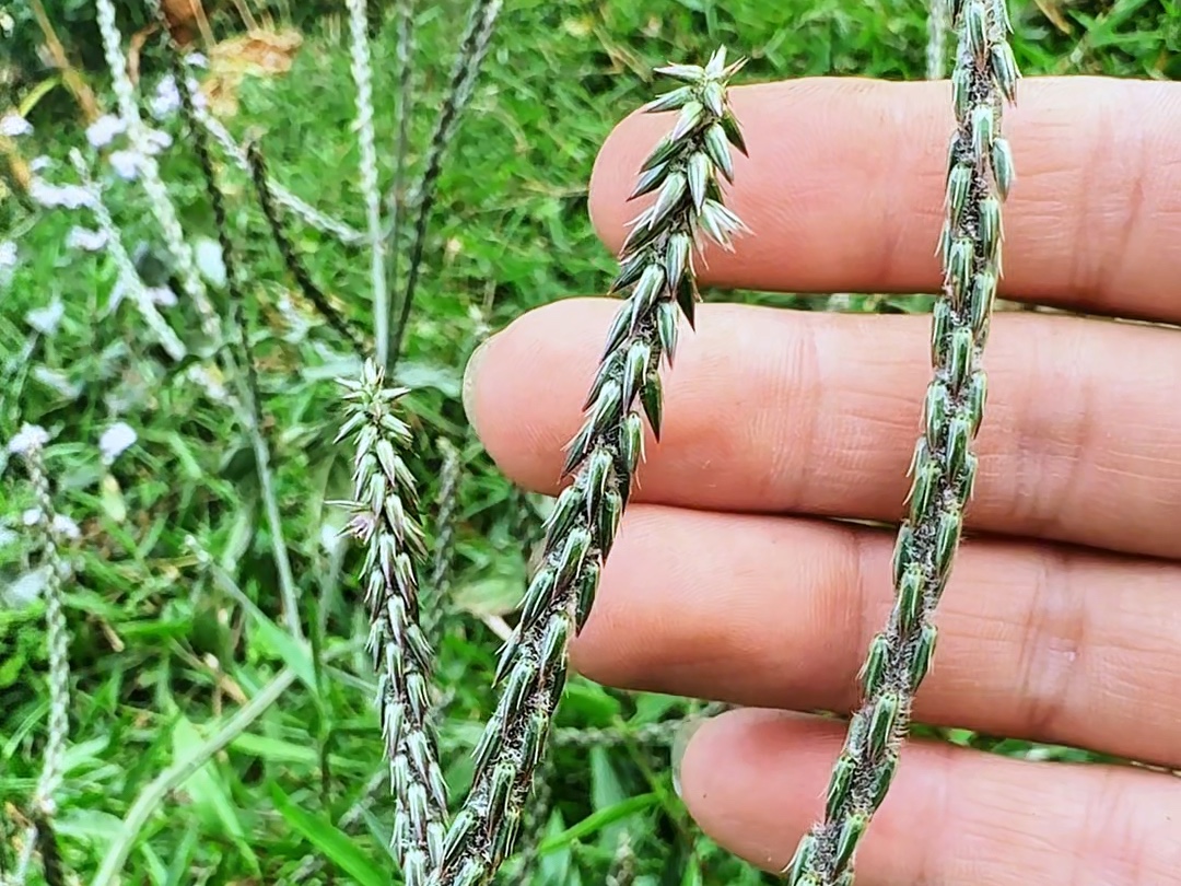 这种植物叫土牛膝,村里的老先生常采挖它的根茎晒干