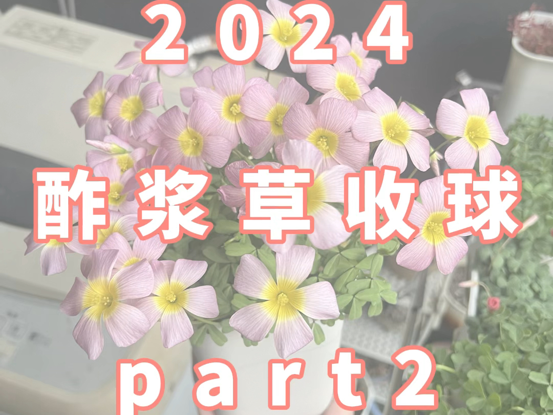 种酢一期生2024收球vlog2(紫色日出、橙色印象早花)哔哩哔哩bilibili