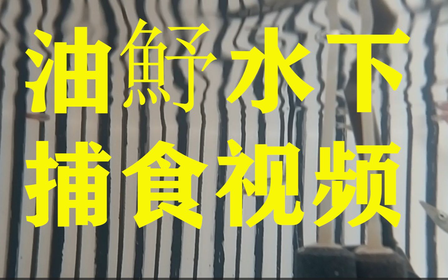 油魣(香梭鱼)水下捕食视频,已经饲养一个月,全网唯一哔哩哔哩bilibili