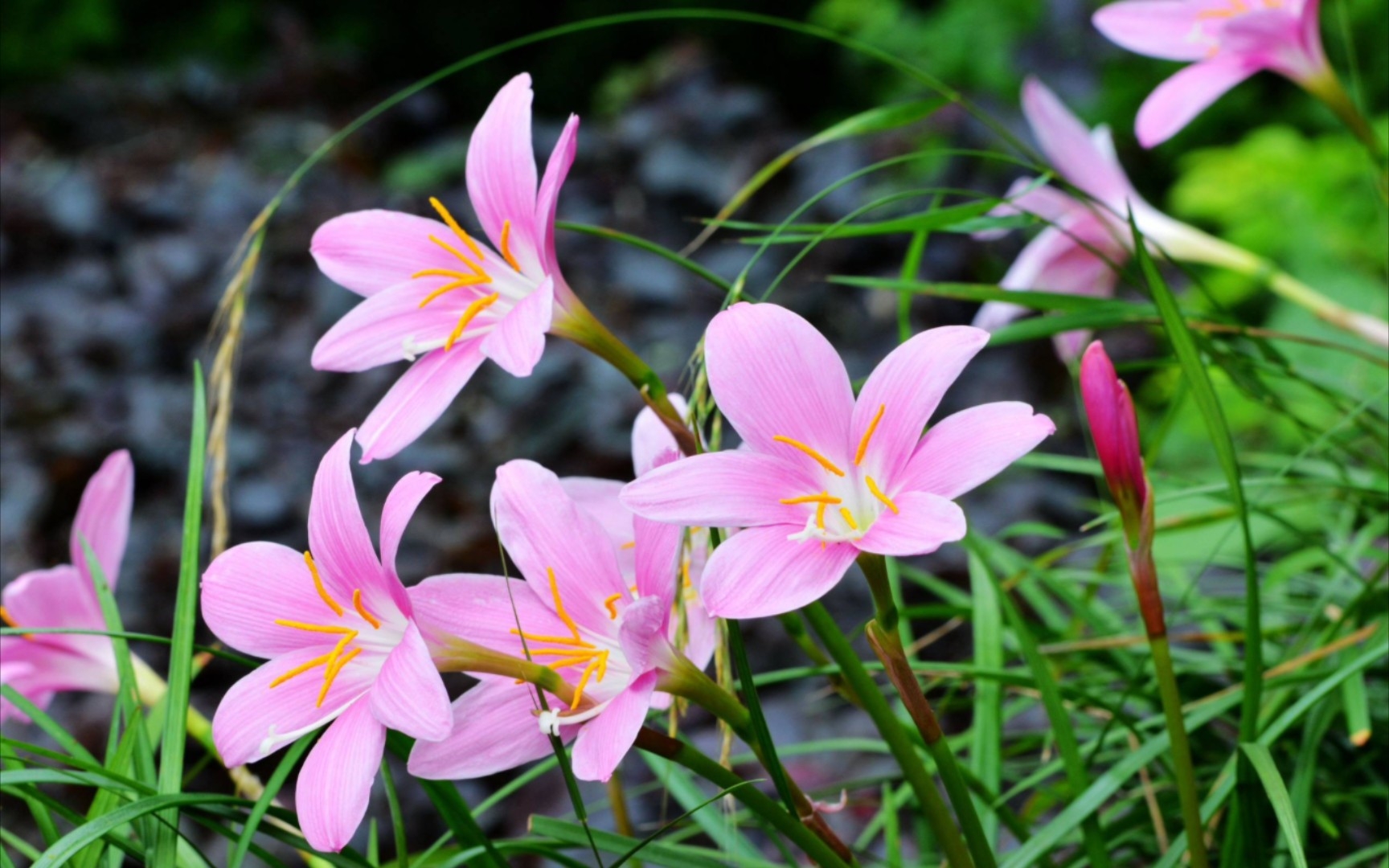红花葱兰花粉(显微镜)
