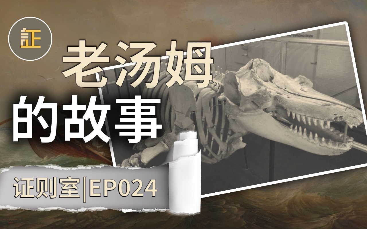 人与鲸的自然契约,记录着海上的信任与背叛,虎鲸老汤姆的故事 | 证则