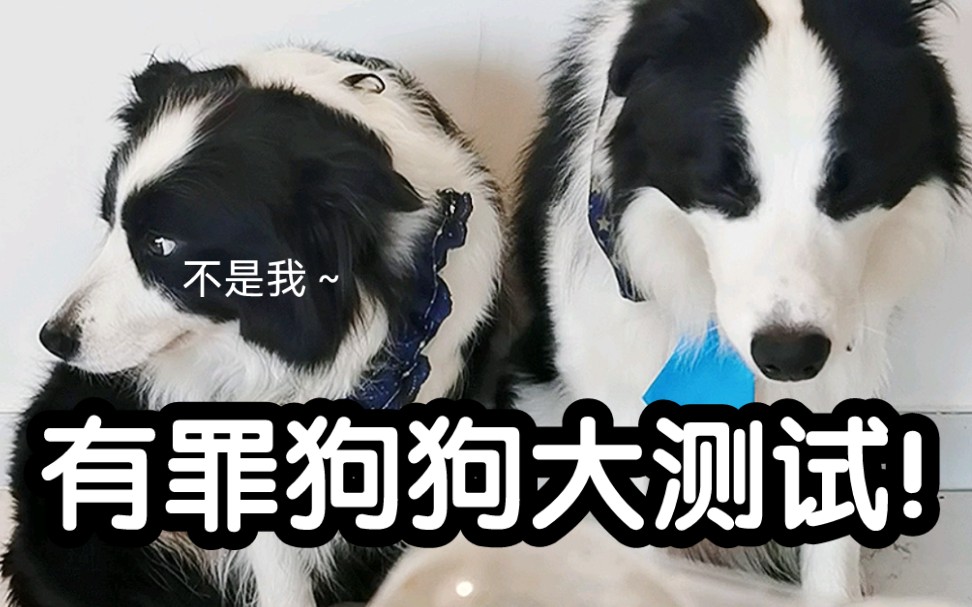 今天给大家带来汪汪队蹲大牢环节～_哔哩哔哩_bilibili