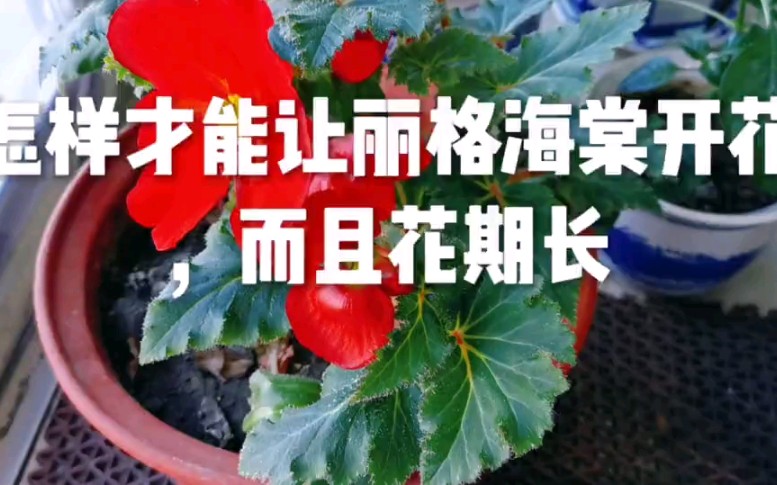 [图]怎样才能让丽格海棠开花，而且花期长