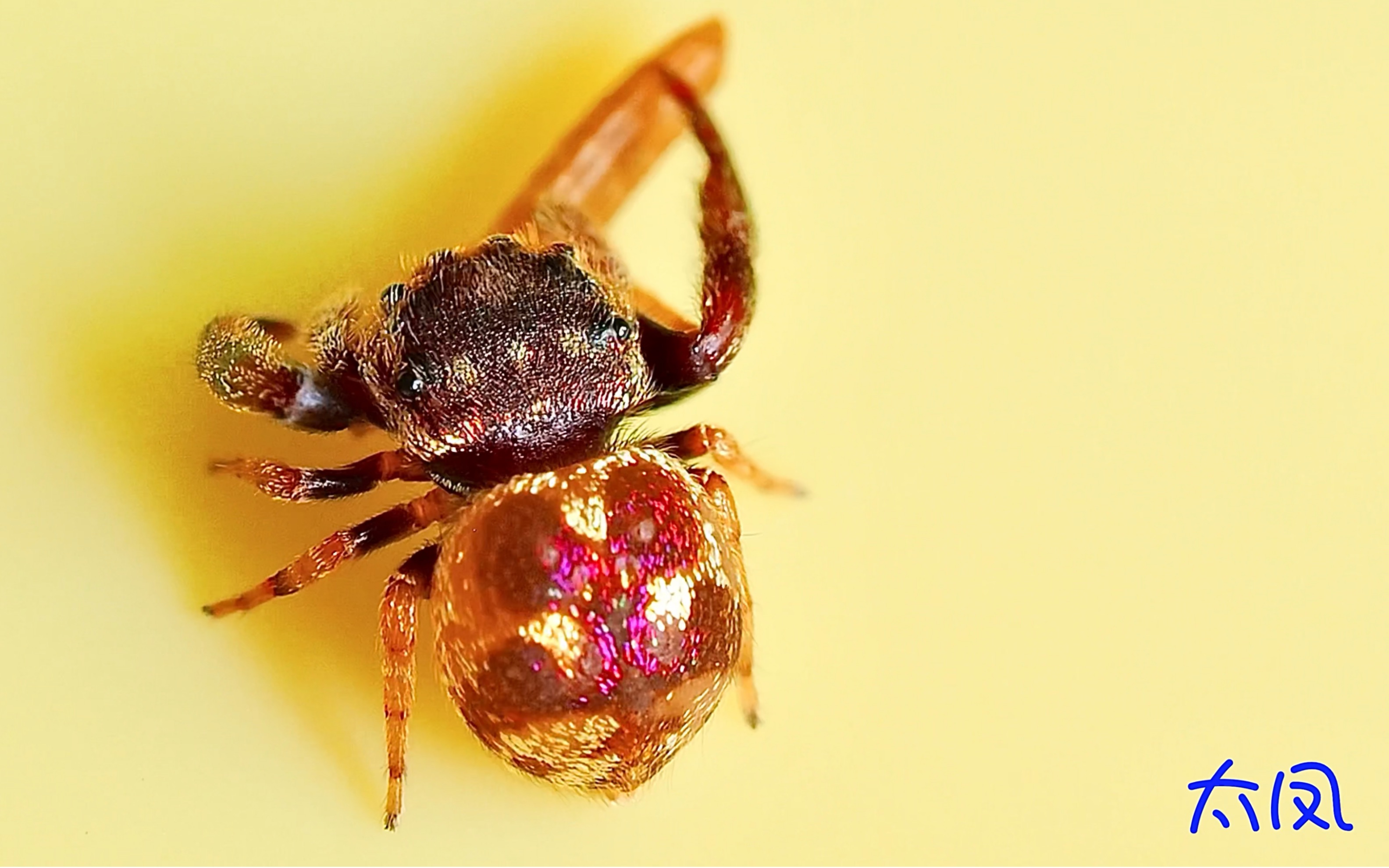 蛛小西·双齿翘蛛 俗称西迈塔跳蛛