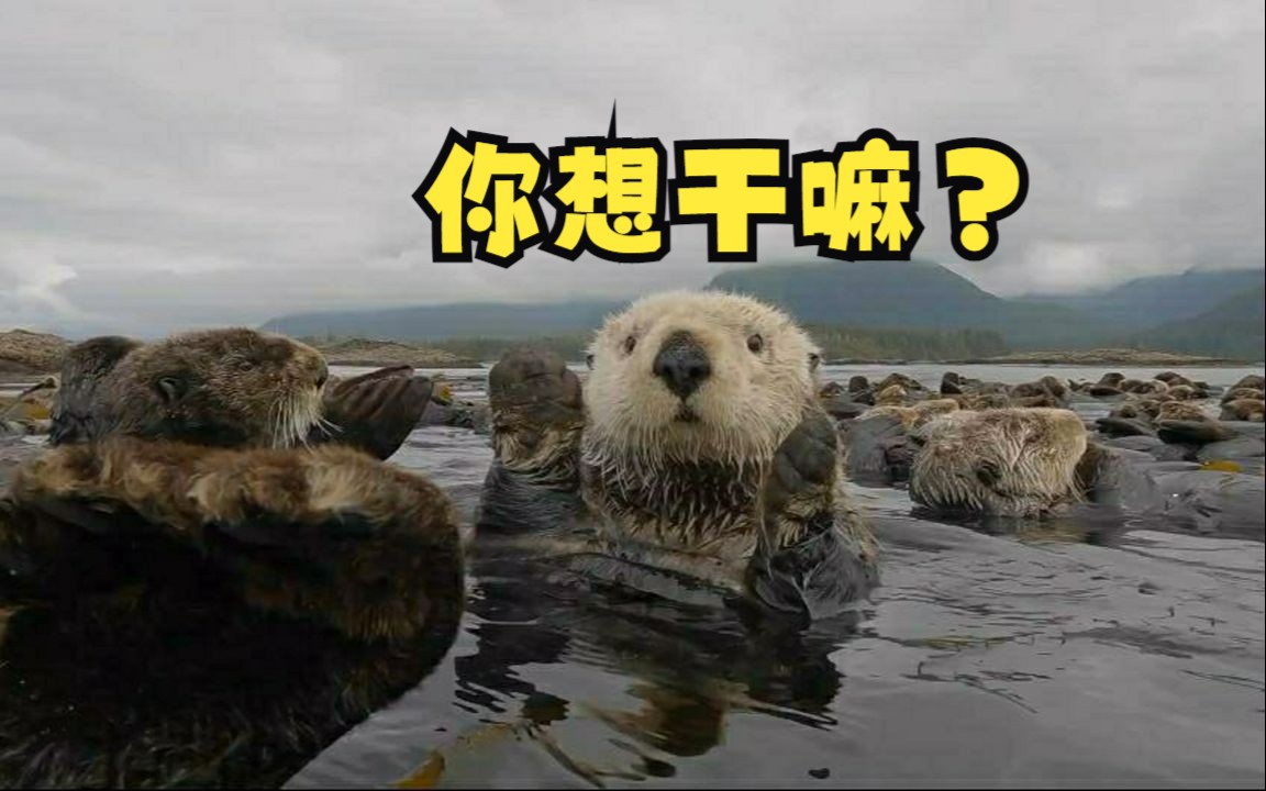 海獭们休闲的日常!哔哩哔哩bilibili