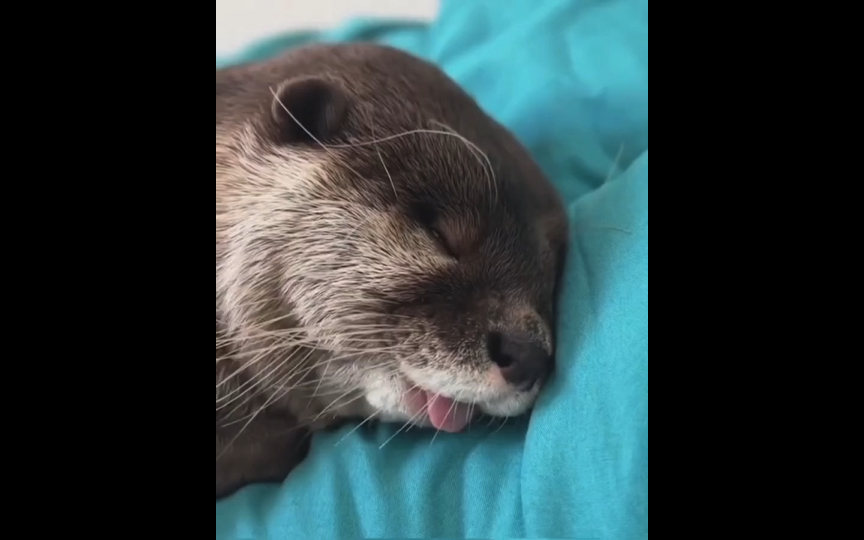 只是一只正在睡觉的水獭08