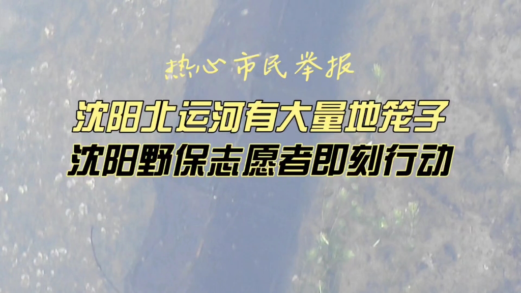 热心市民举报,沈阳北运河有大量地笼子,沈阳野保志愿者即刻行动哔哩哔哩bilibili