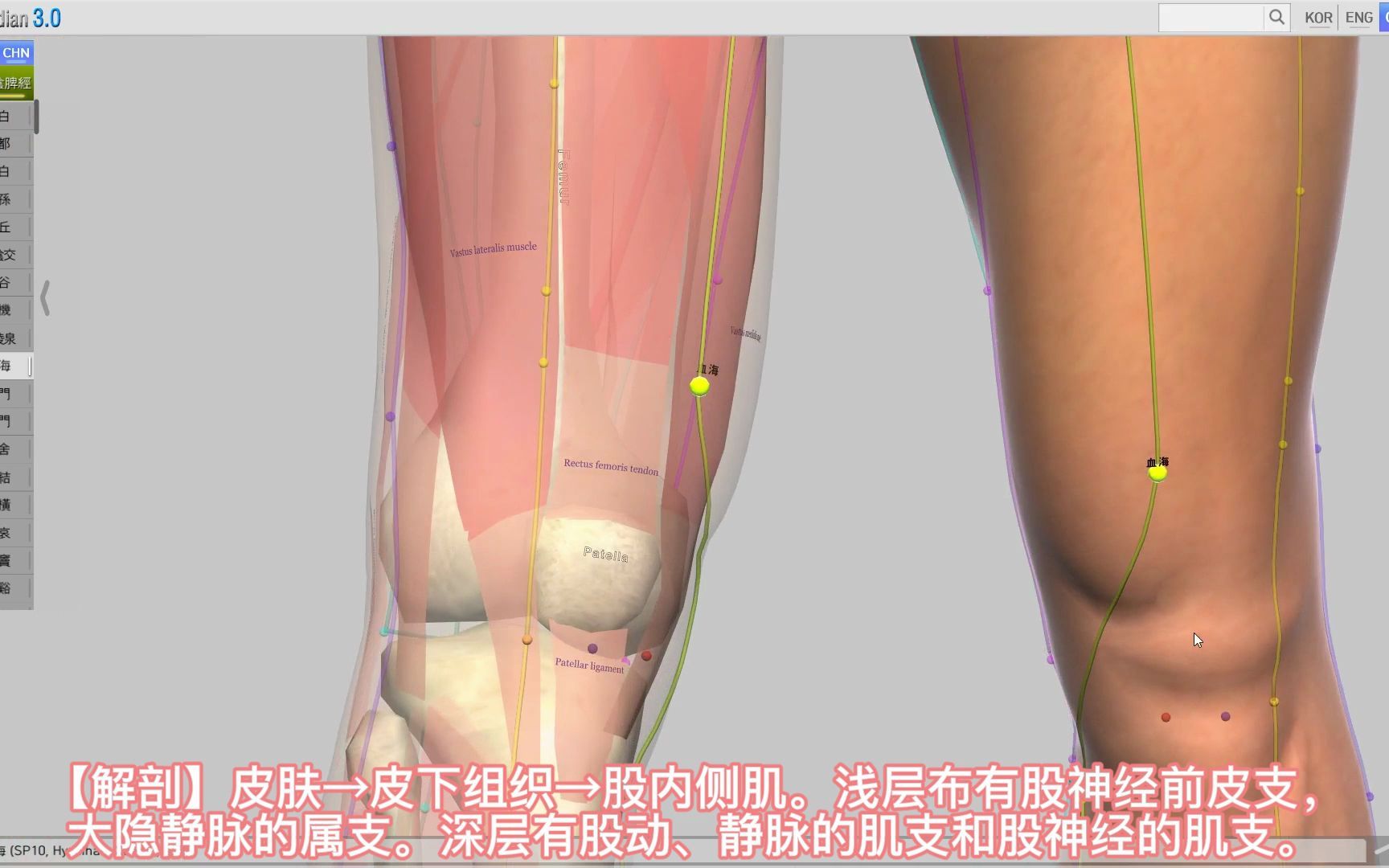 脾经血海穴经络穴位哔哩哔哩bilibili