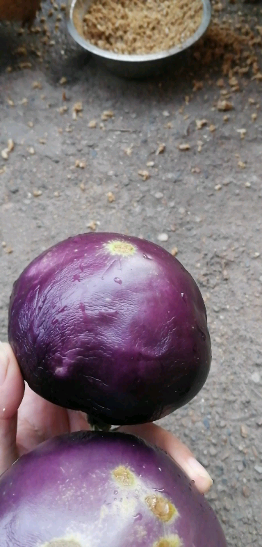 茄子给晒蔫巴了,看来圆茄不适合这种环境,别人家的长茄感觉没那么蔫巴