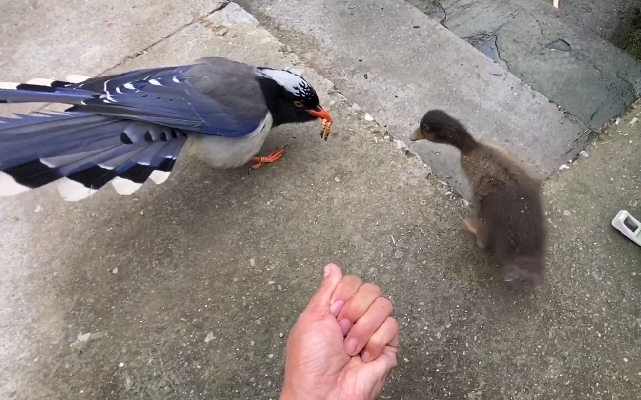 两只小鸭子看到红嘴蓝鹊吃虫,馋得口水直流