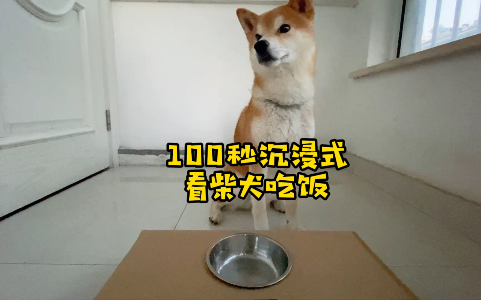 100秒沉浸式看柴犬吃饭#柴柴日常 #萌宠进食记 #狗狗低头干饭视频哔哩哔哩bilibili