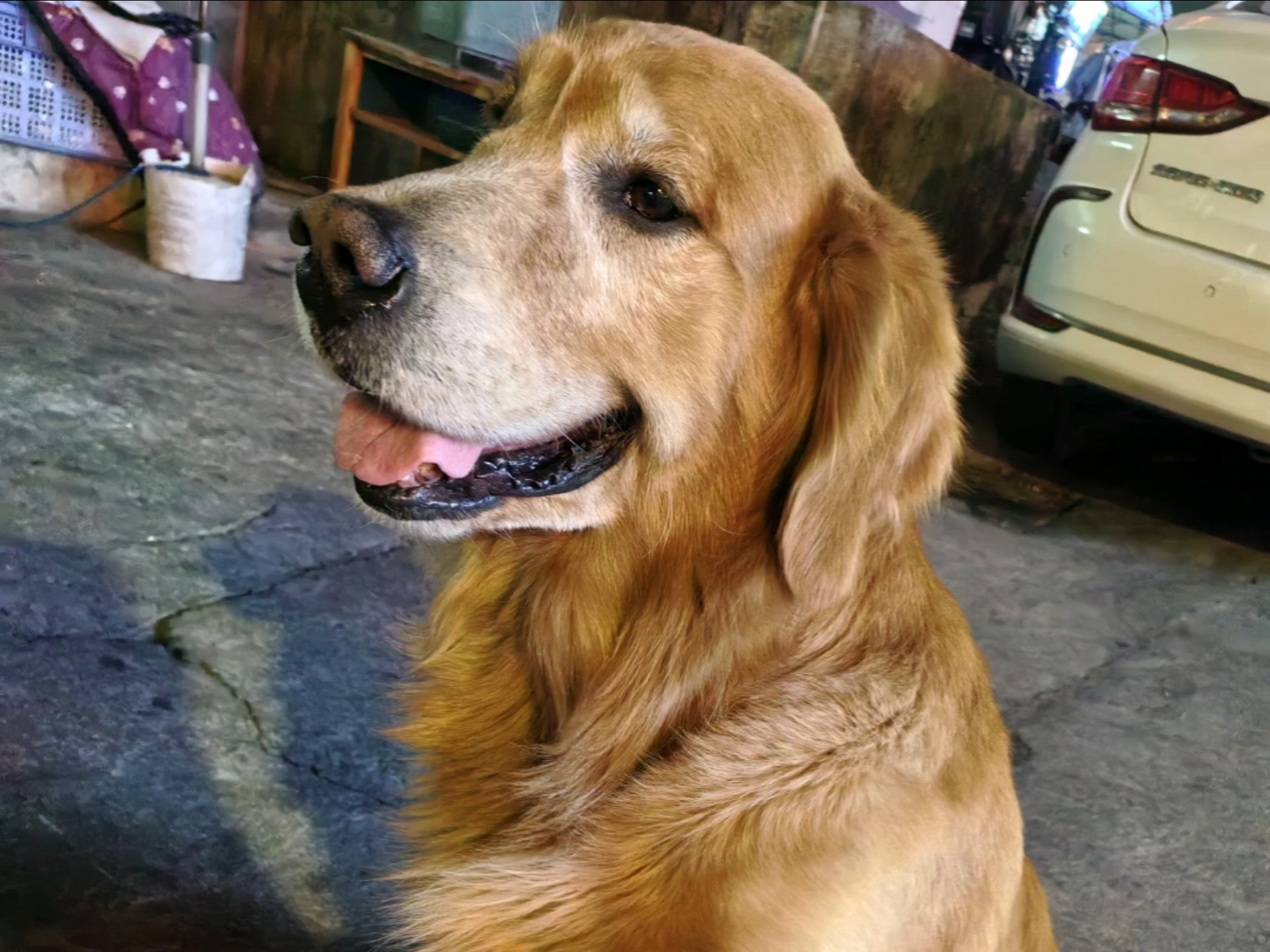 好大的金毛狮王