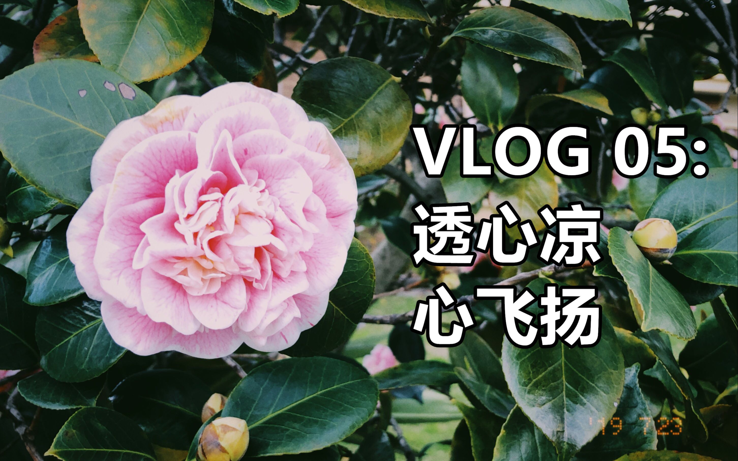 vlog 05:透心凉 心飞扬_哔哩哔哩 (゜-゜)つロ 干杯~-bilibili