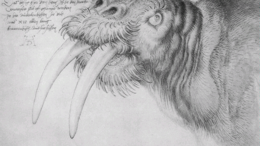 【丢勒】大师手稿_哔哩哔哩 (゜-゜)つロ 干杯~-bilibili