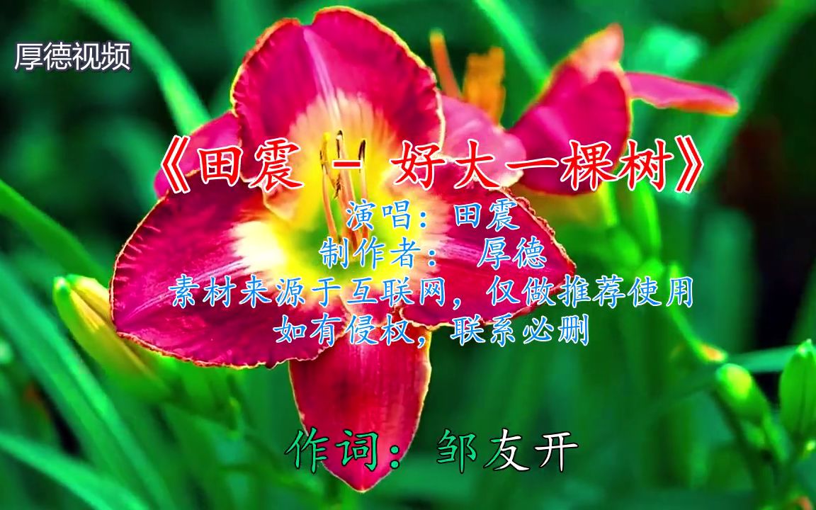 活动作品田震好大一棵树