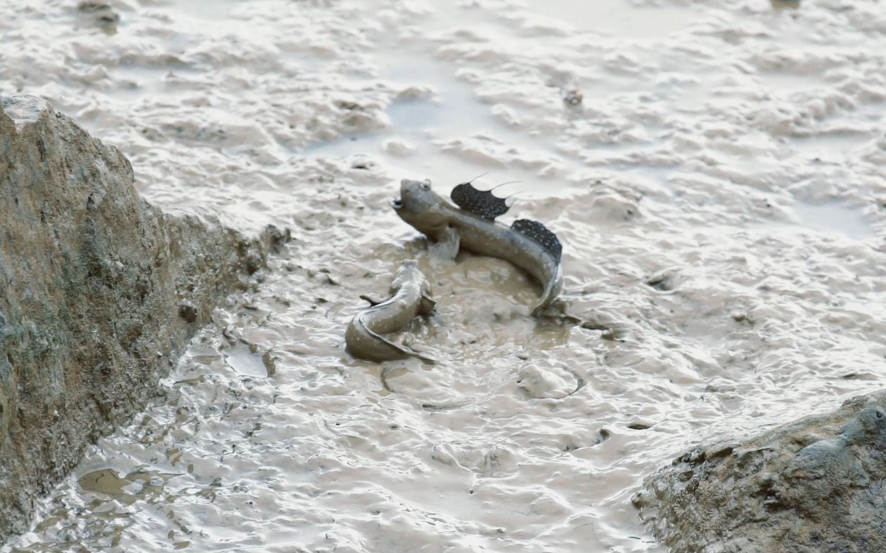 海边跳跳鱼大战