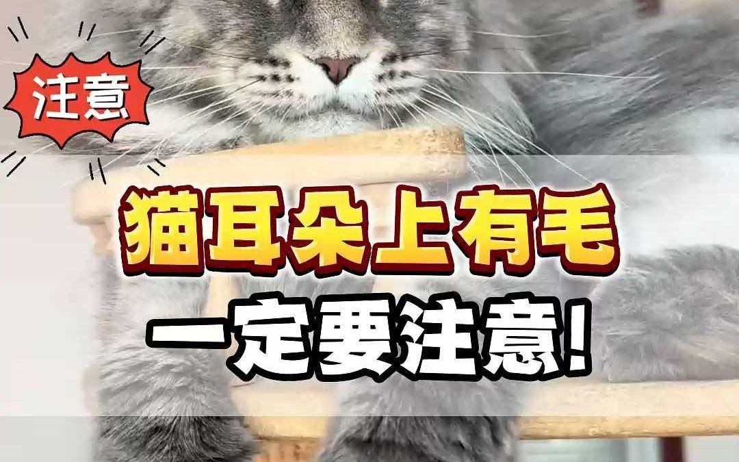 猫耳朵上有毛会更聪明?哔哩哔哩bilibili