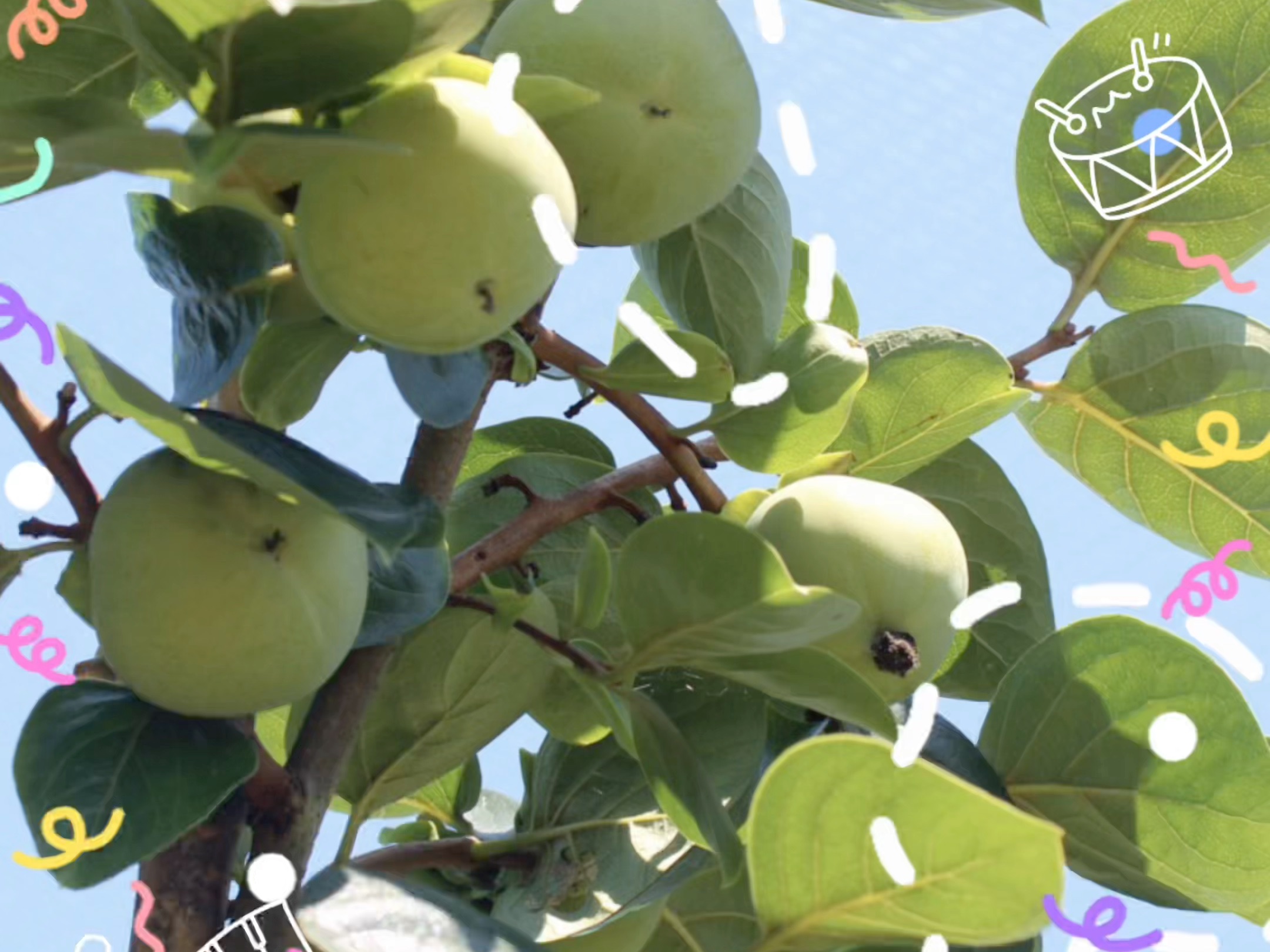 超甜超脆,不愧是柿子中的"爱马柿"#大学生乡村振兴创意大赛#安吉