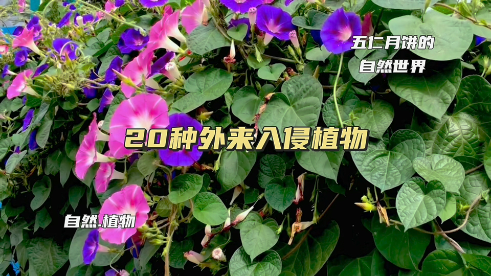 20种外来入侵植物,你认识几种哔哩哔哩bilibili