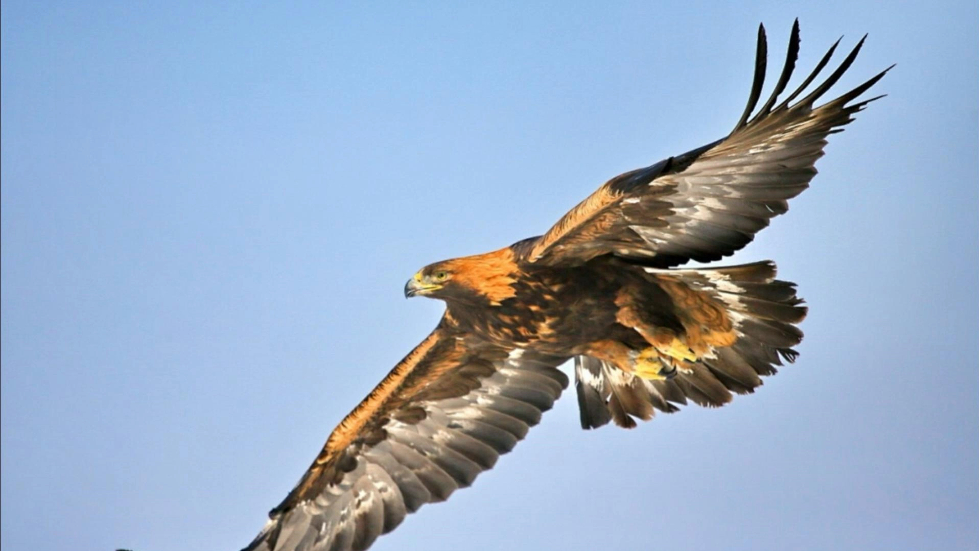 金雕抓羊飞上天,羊:飞得高,摔得痛!