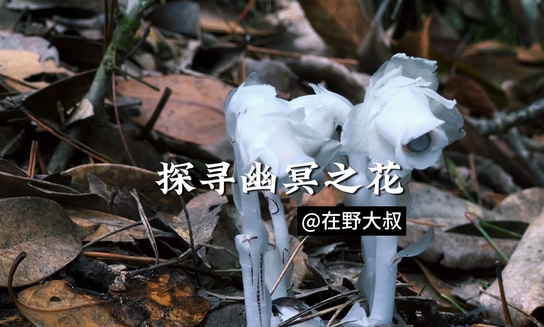 在野大叔|球果假沙晶兰彼岸花常见,幽冥花难寻,带大家近距离观察它.