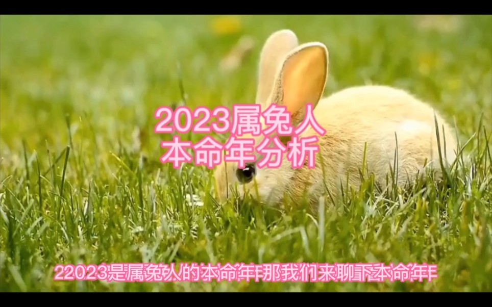 [图]2023年属兔人本命年分析